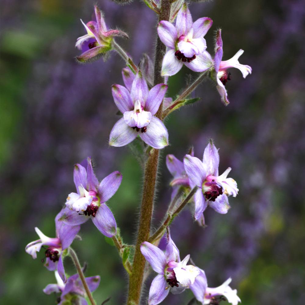 Delphinium requienii 