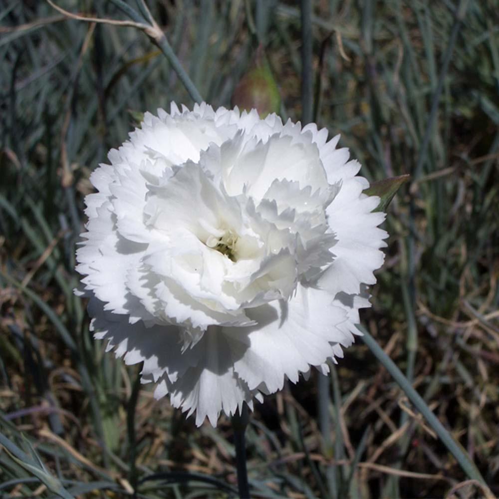 Dianthus plumarius Haytor White