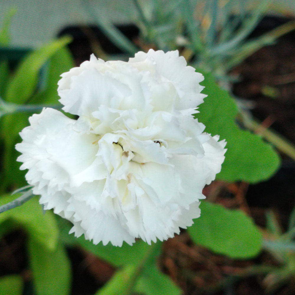 Dianthus plumarius Haytor White