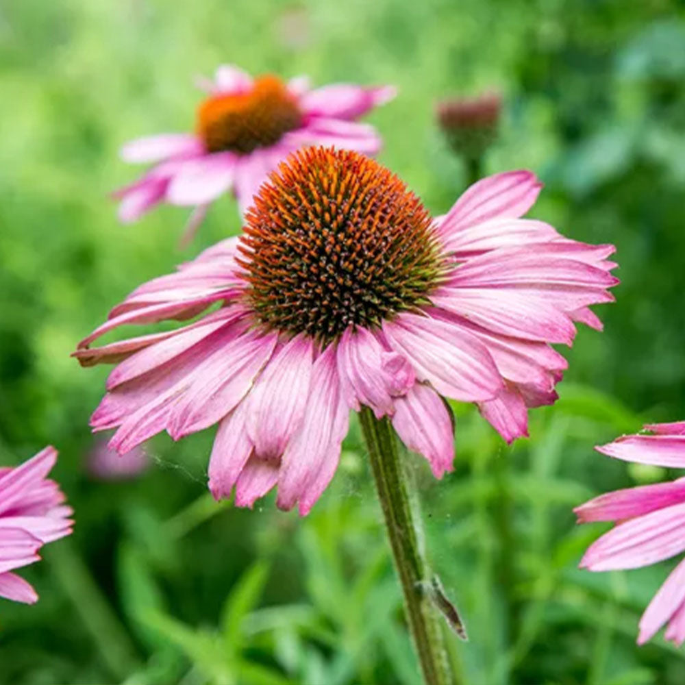 Echinacea purpurea