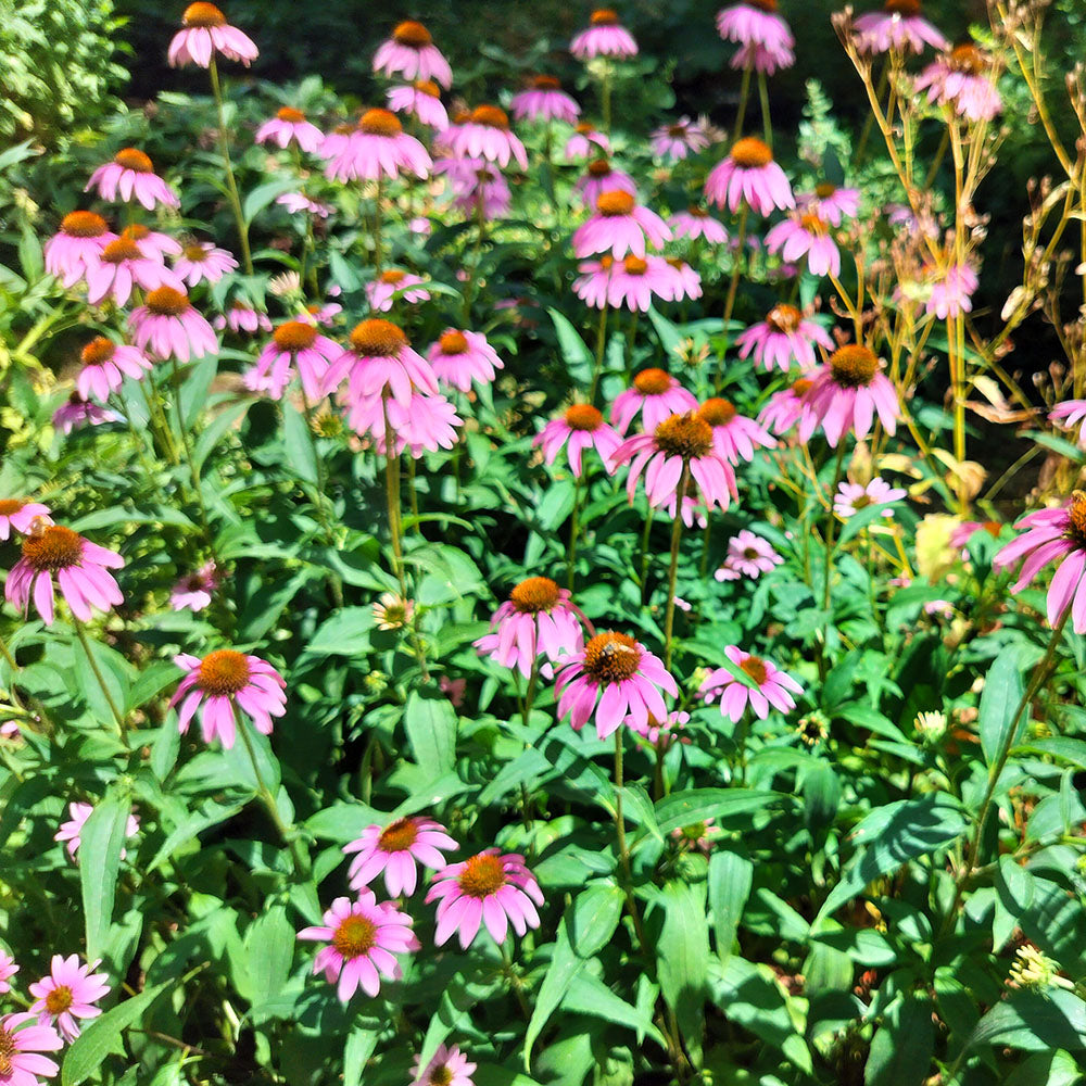 Échinacée pourpre 