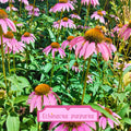 Echinacea purpurea