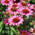 Echinacea Sun Magic Vintage Pink