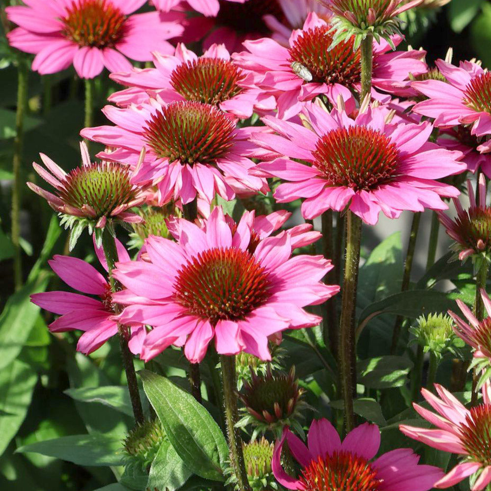 Echinacea Sun Magic Vintage Pink
