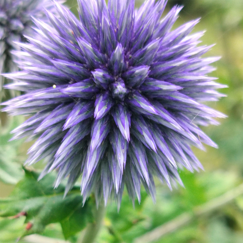 Echinops ritro 