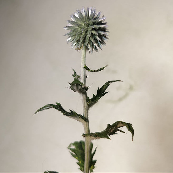 Echinops ritro