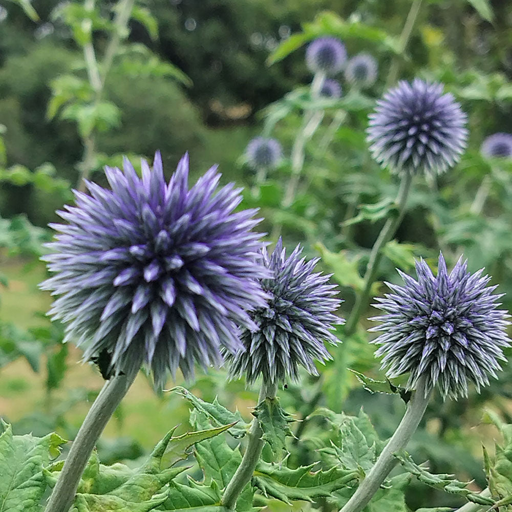 Echinops ritro
