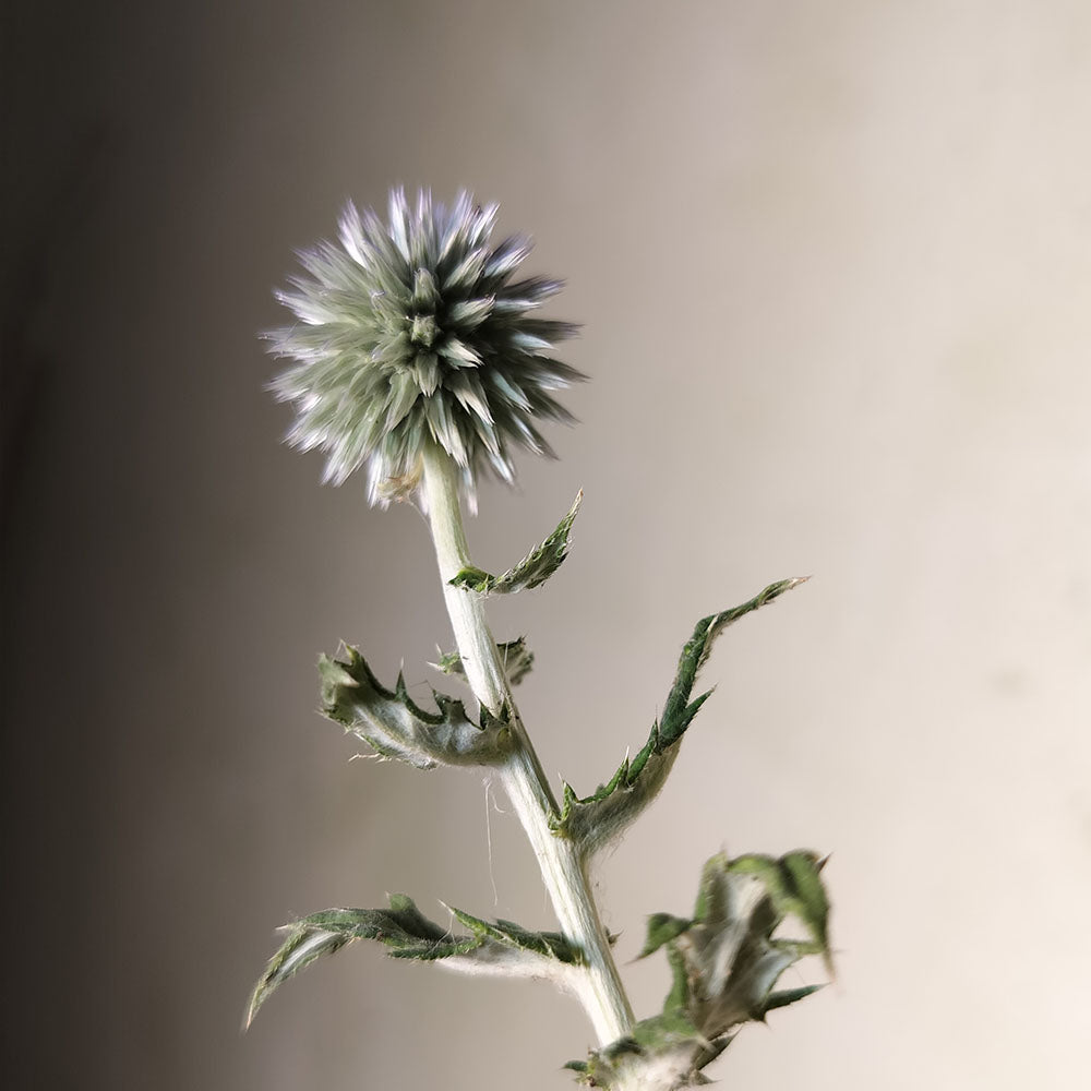 Echinops ritro