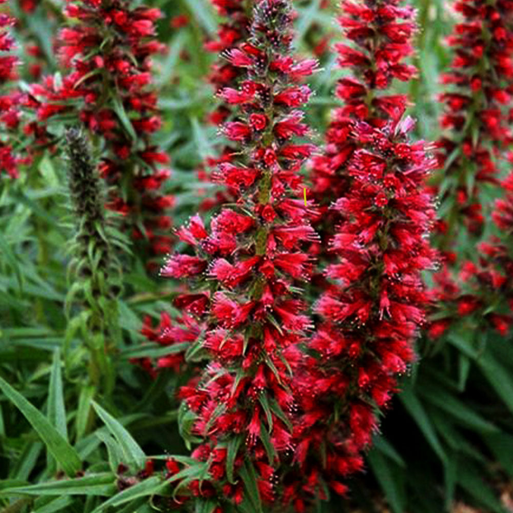 Echium russicum 