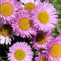 Erigeron glaucus