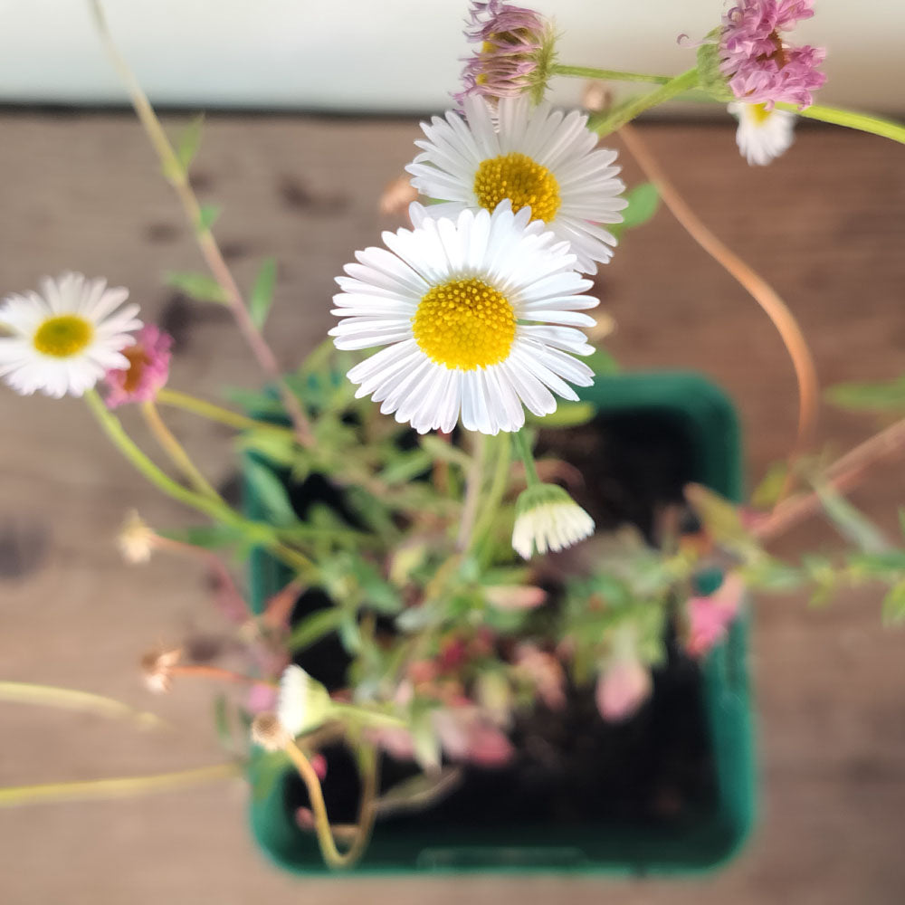 Érigéron de Kavinskianus 