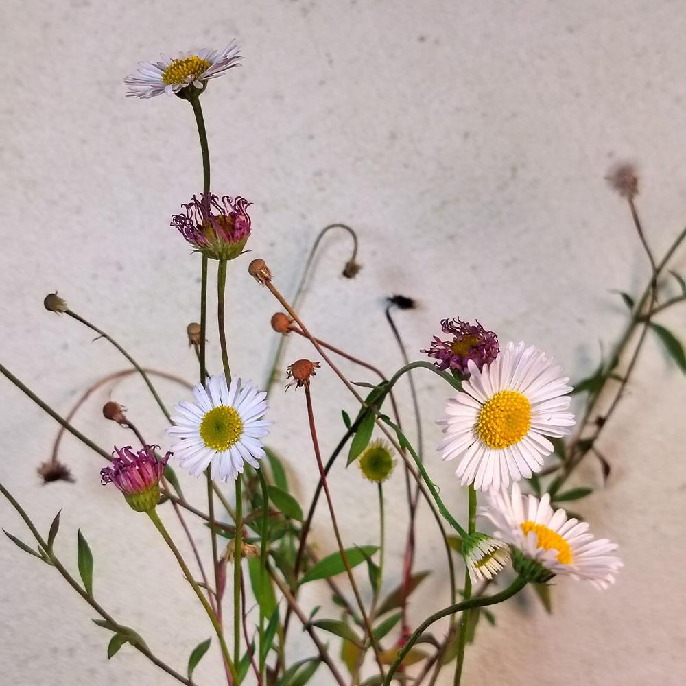 Erigeron kavinskianus