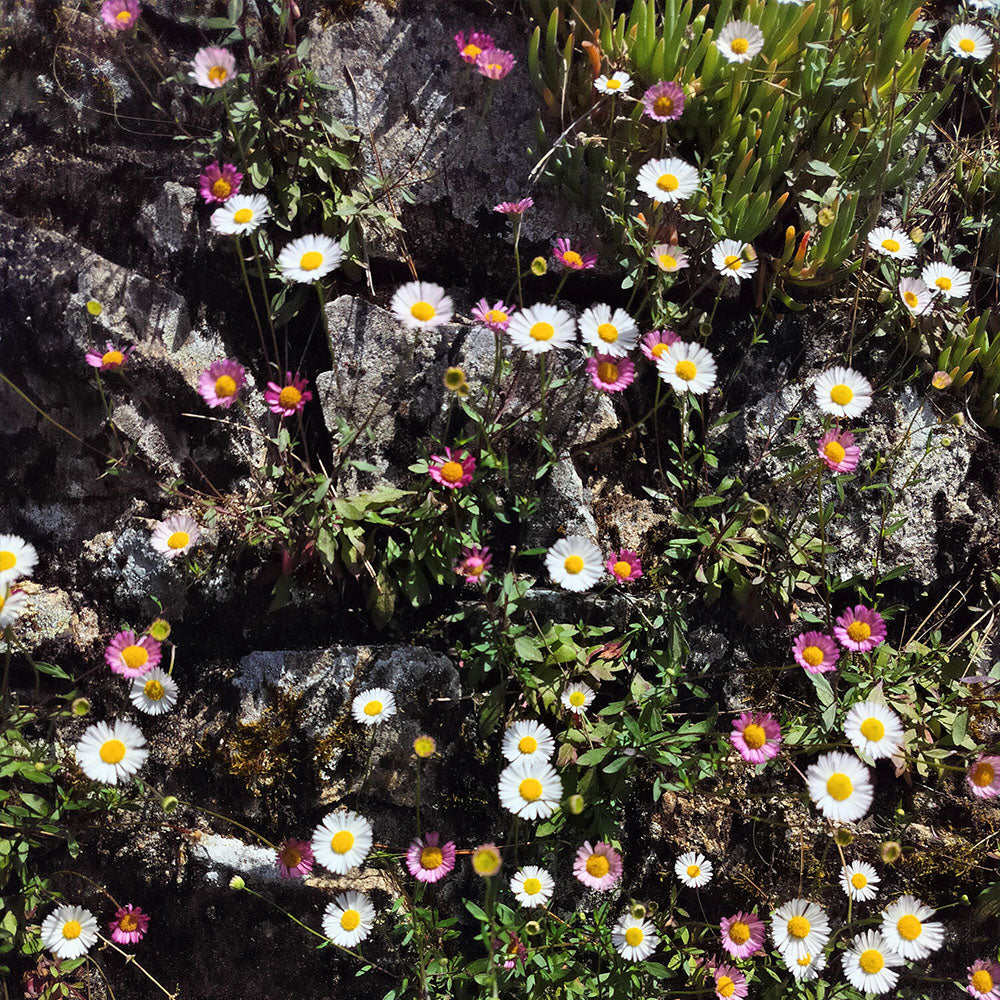 Érigéron de Kavinskianus 