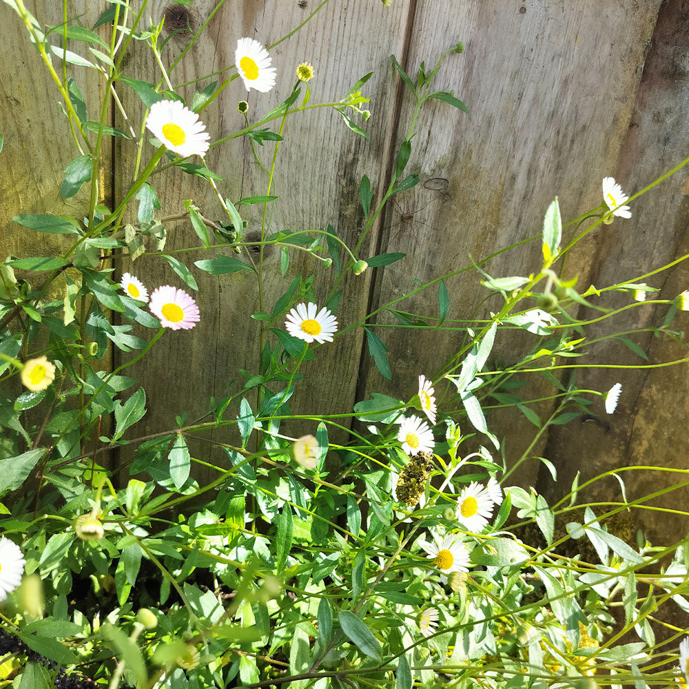 Érigéron de Kavinskianus 