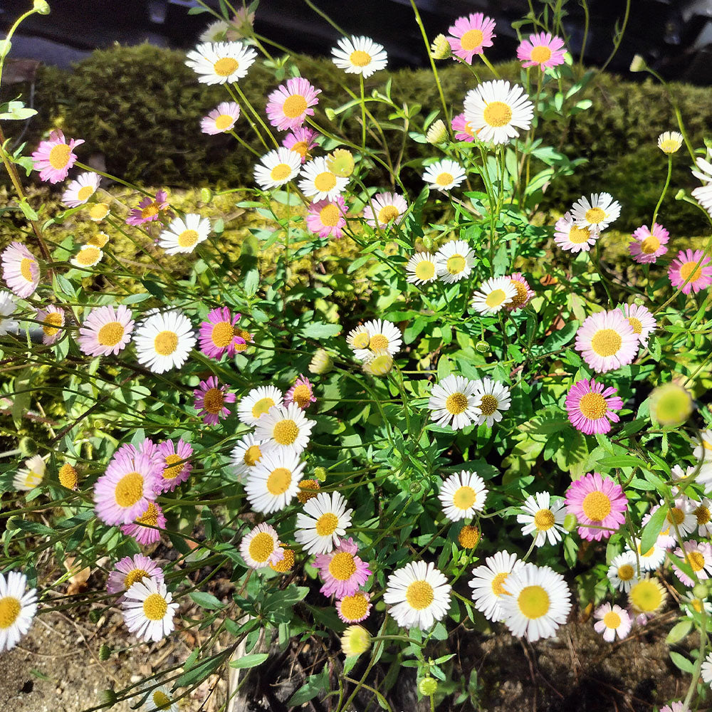 Érigéron de Kavinskianus 