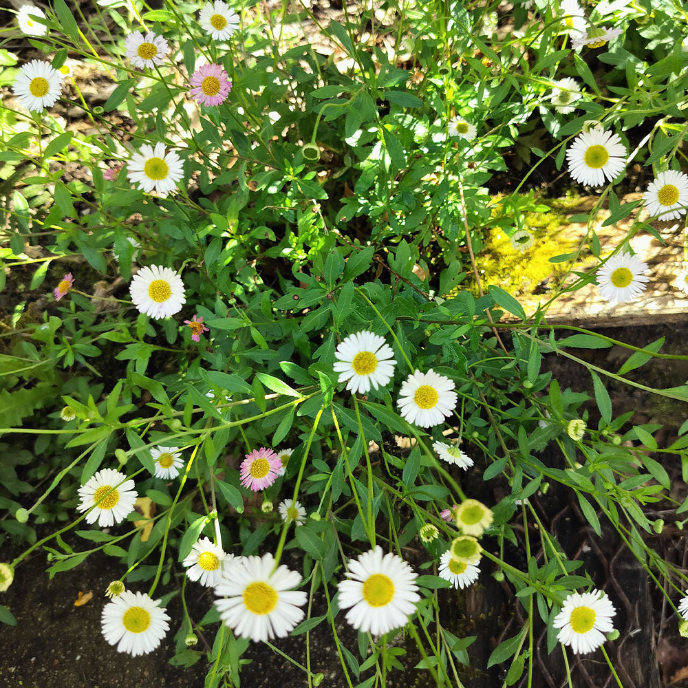 Érigéron de Kavinskianus 