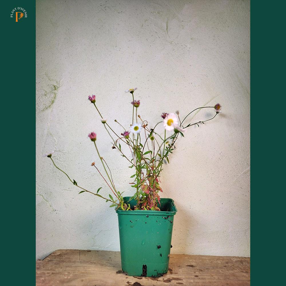 Érigéron de Kavinskianus 