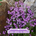 Erinus alpinus 'Dr Hähnle' 