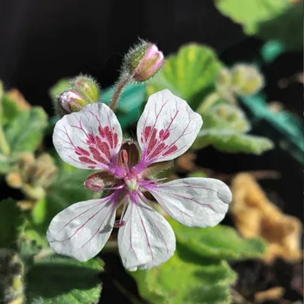 Erodium pelargoniiflorum 'Sweetheart'