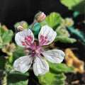 Erodium pelargoniiflorum 'Sweetheart'