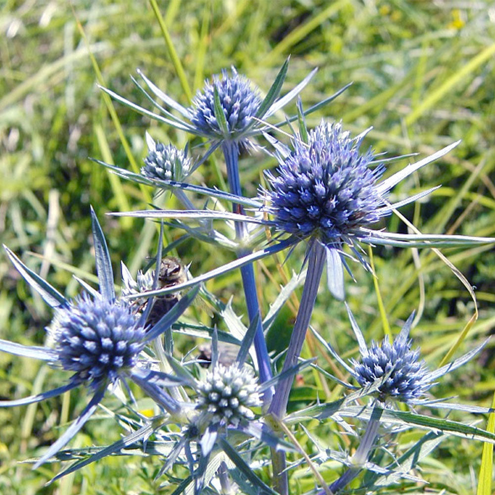 Eryngium amethystinum 