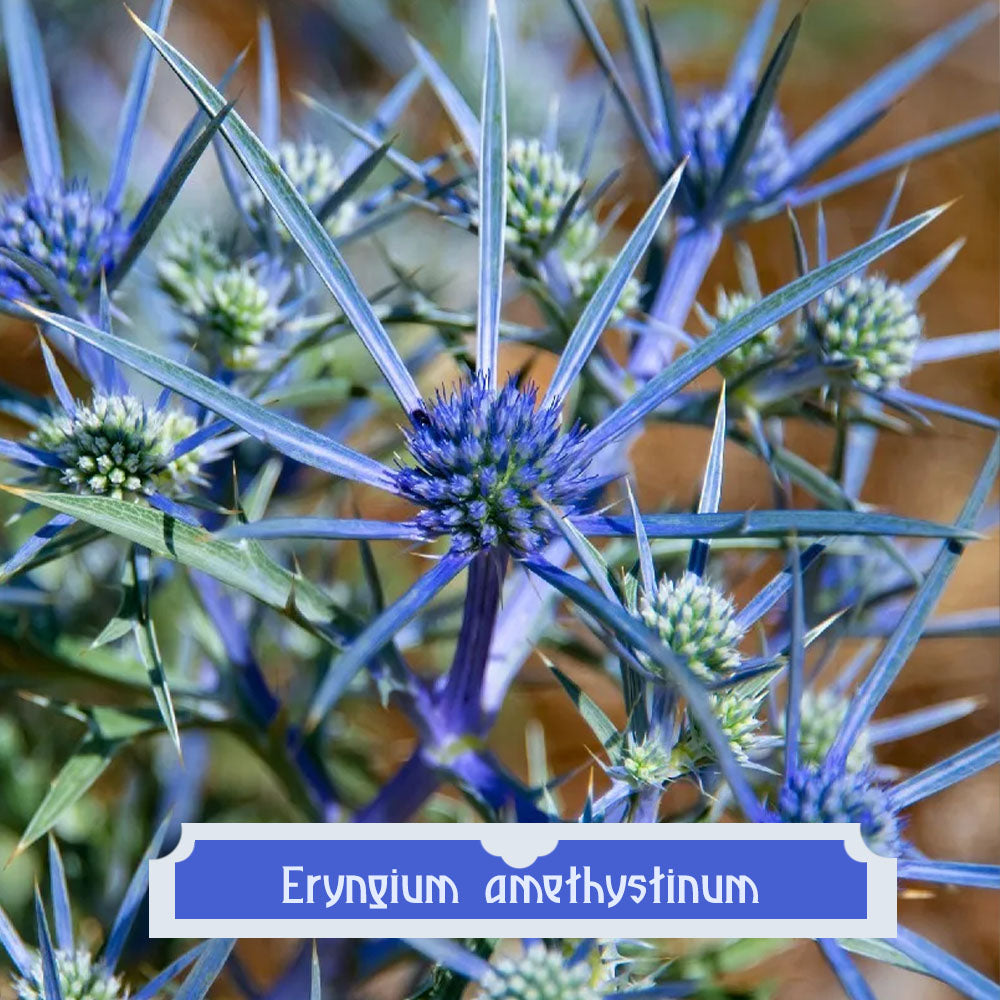 Eryngium amethystinum