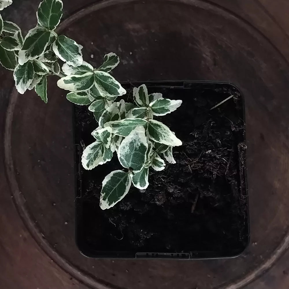 Euonymus fortunei 'Gaiété d'émeraude' 