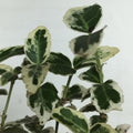 Euonymus fortunei