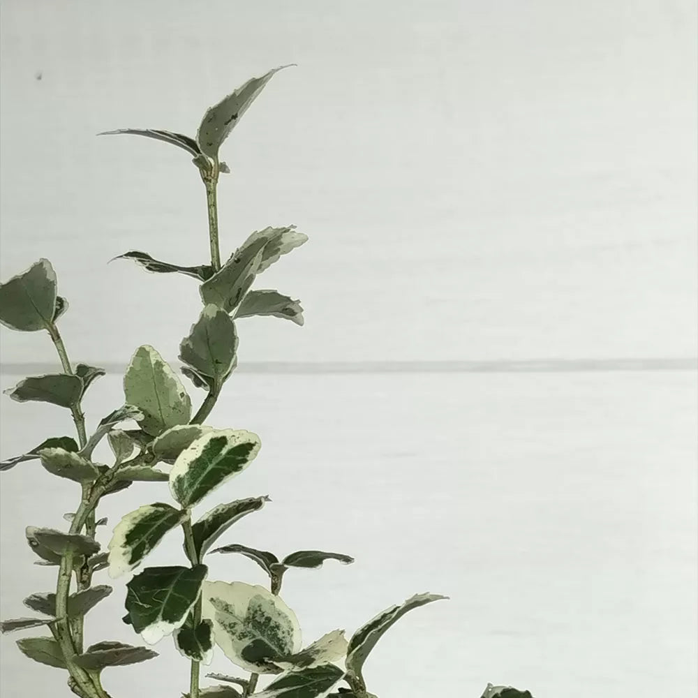 Euonymus fortunei 'Gaiété d'émeraude' 