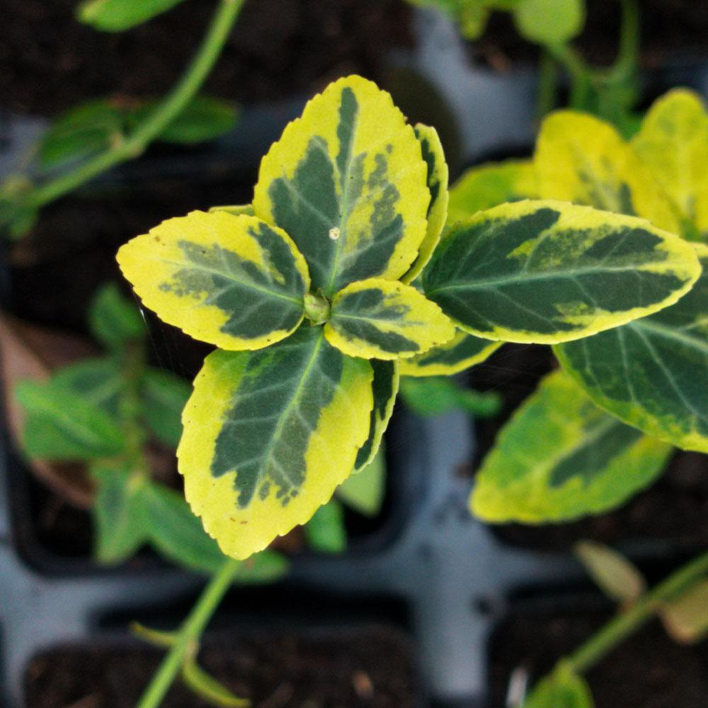 Euonymus fortunei 'Emerald & Gold'