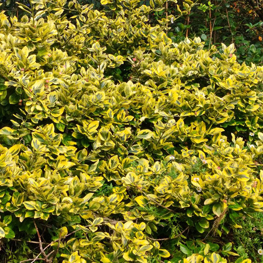 Euonymus fortunei 'Emerald & Gold'