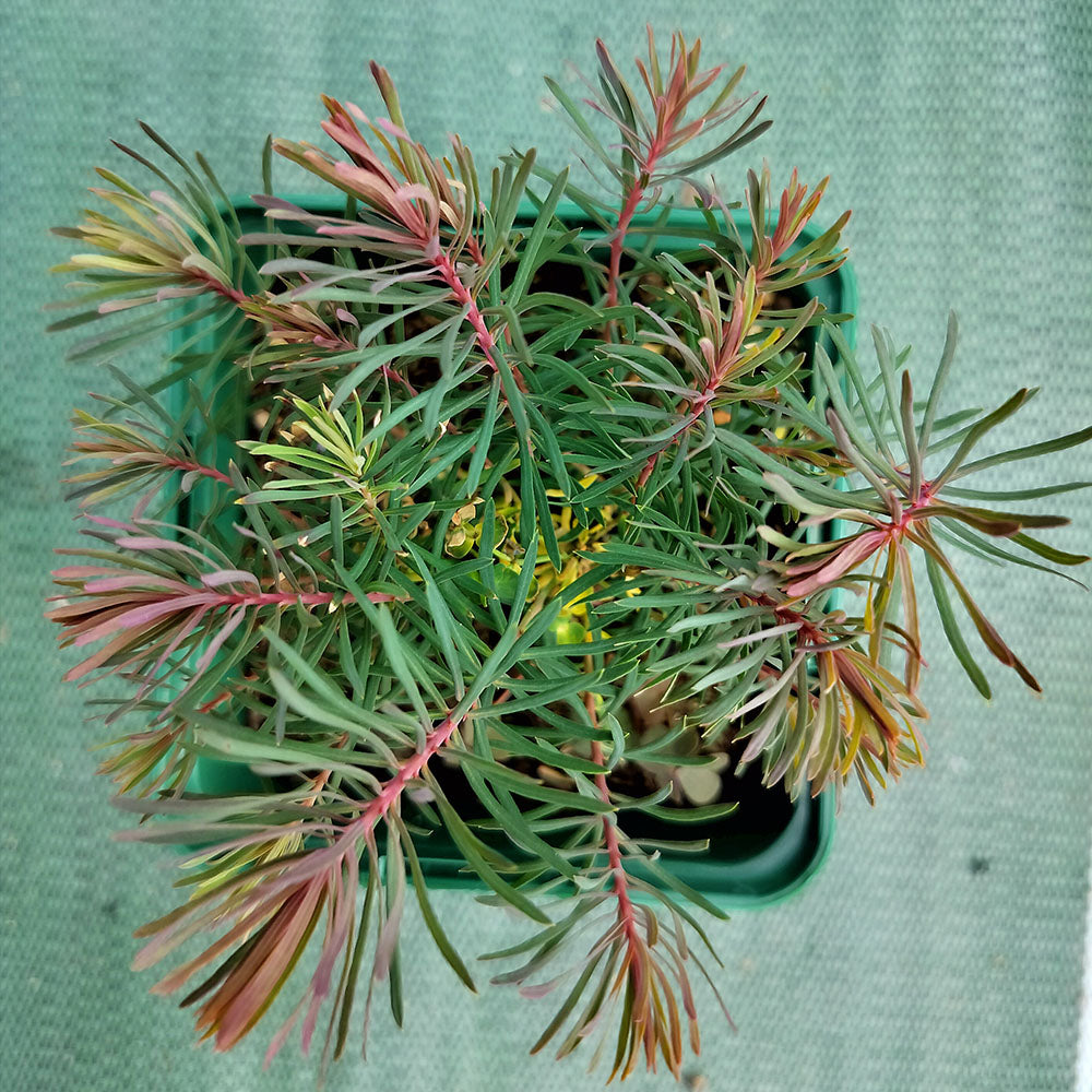 Euphorbia cyparissias Clarice Howard 