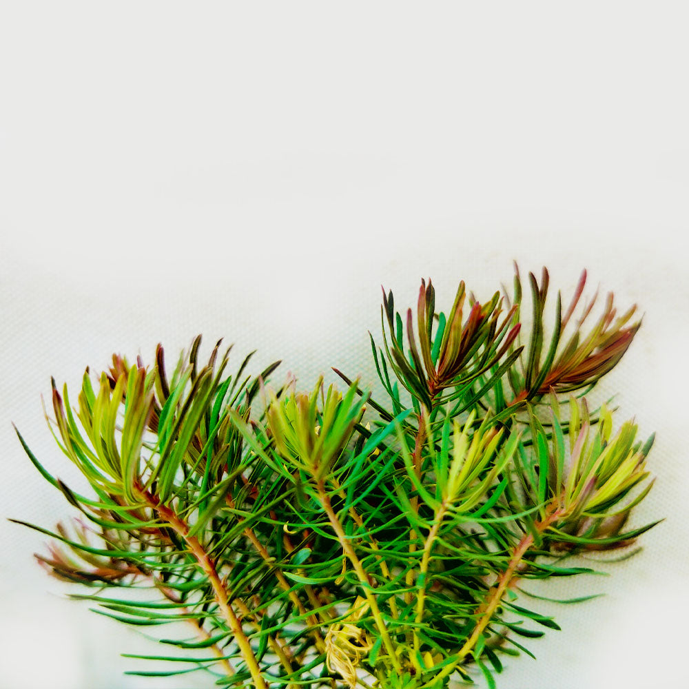 Euphorbia cyparissias Clarice Howard 