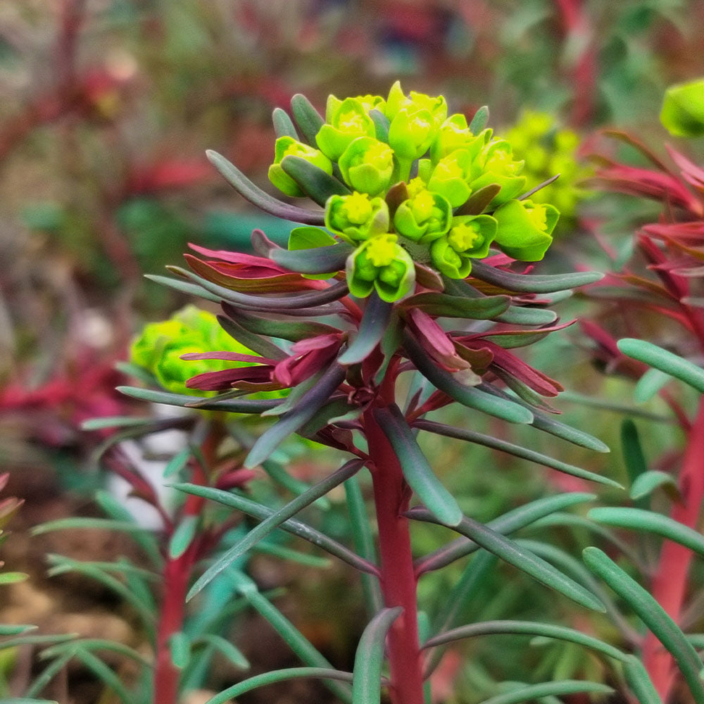 Euphorbia cyparissias Clarice Howard