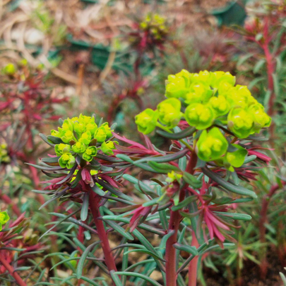 Euphorbia cyparissias Clarice Howard 