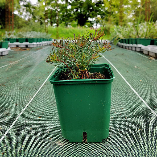 Euphorbia cyparissias Clarice Howard 