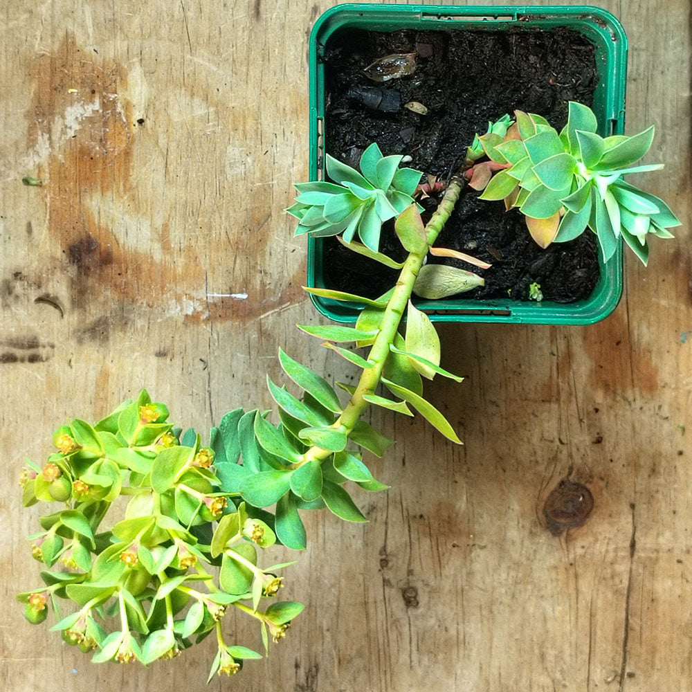 Euphorbia myrsinites