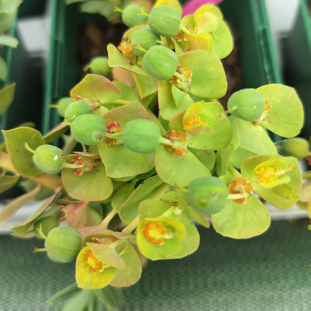 Close-up of Euphorbia myrsinites in green pots, showing its drought-tolerant perennial form with clusters of small green buds and flat yellow-green bracts, some featuring orange-yellow centers.