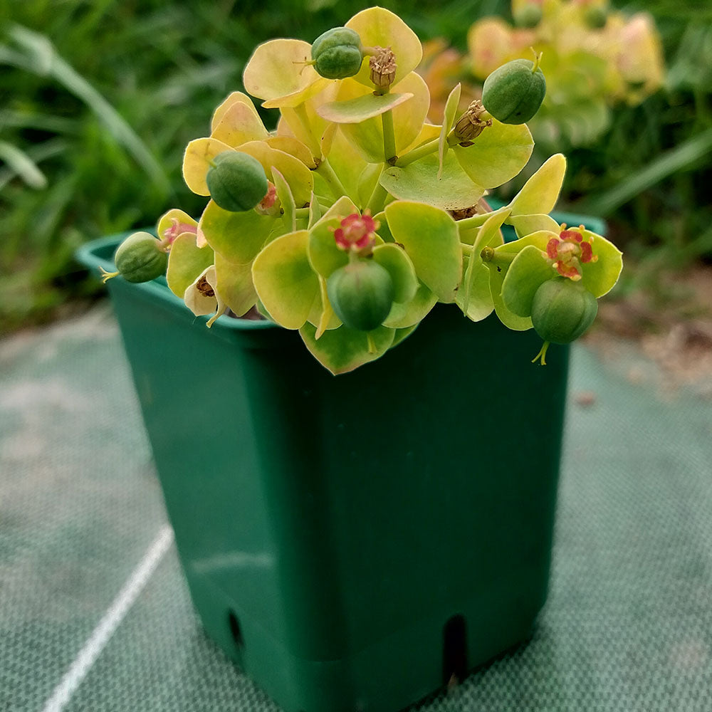 A Euphorbia myrsinites sits in a small green plastic pot, showing its drought-tolerant yellow-green leaves, round seed pods, and tiny red central flowers. In the background, there is grass and a textured surface.