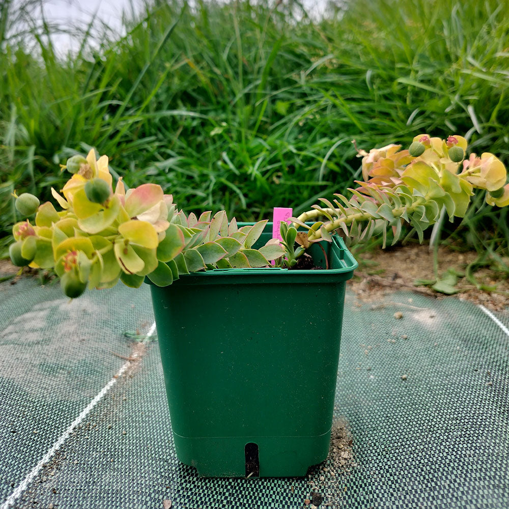 A small green plastic pot holds Euphorbia myrsinites, a drought-tolerant perennial succulent with trailing stems and clusters of green-yellowish leaves, set outdoors on a mat with tall grass in the background.