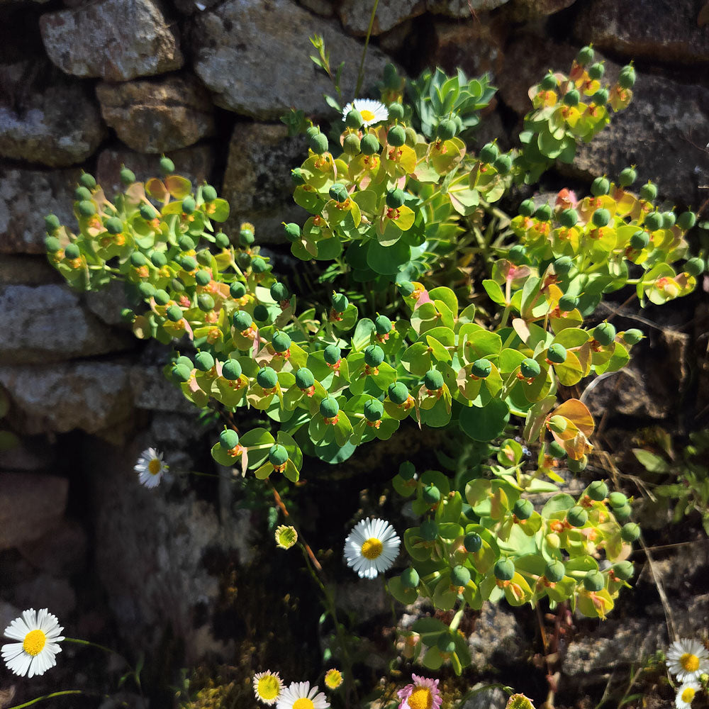 Euphorbia myrsinites, a drought-tolerant perennial with green leafy stems and small round buds, thrives in sunny spots against stone walls and pairs well with white daisy-like flowers.