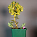 Euphorbia myrsinites