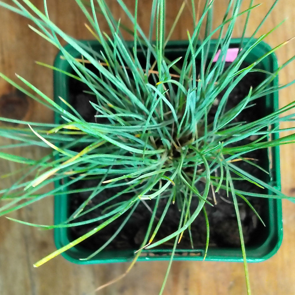 Festuca glauca 