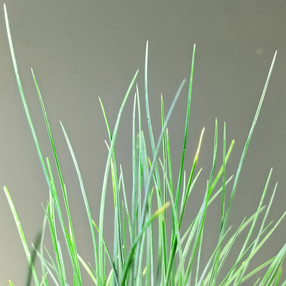 Festuca glauca 