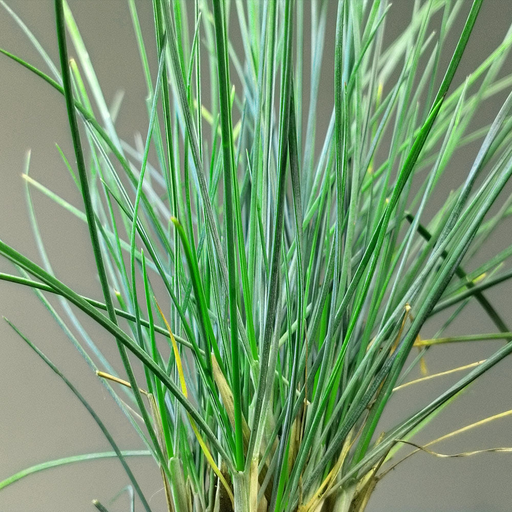 Festuca glauca 