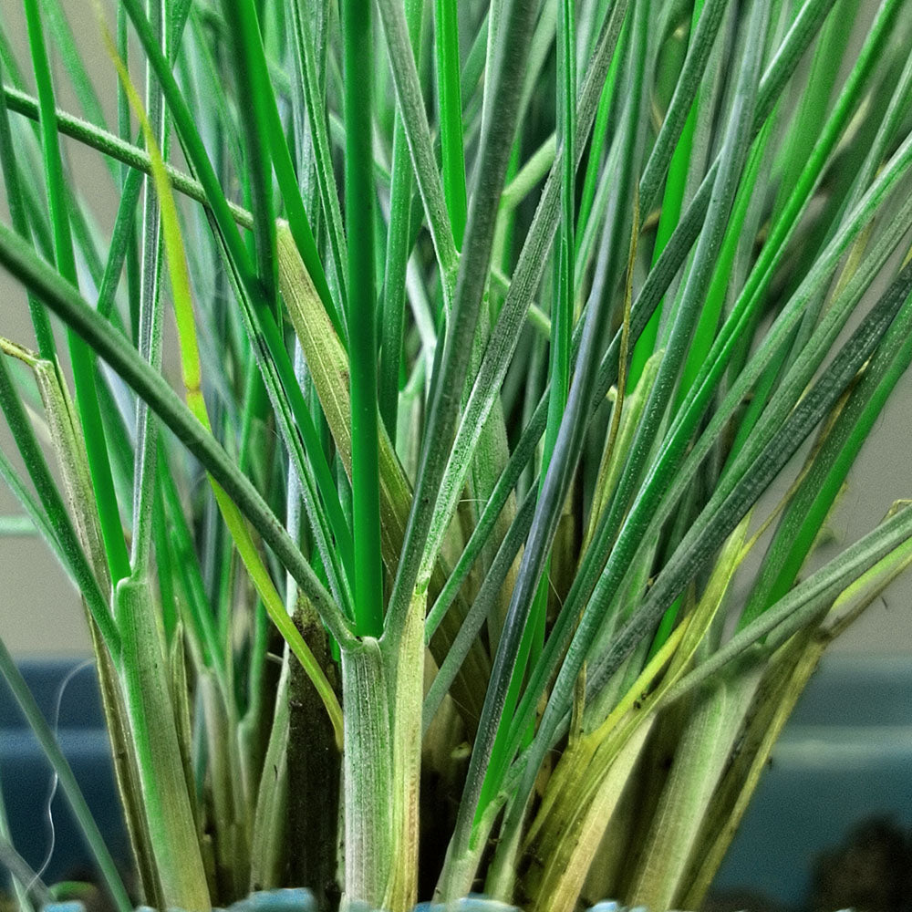 Festuca glauca 