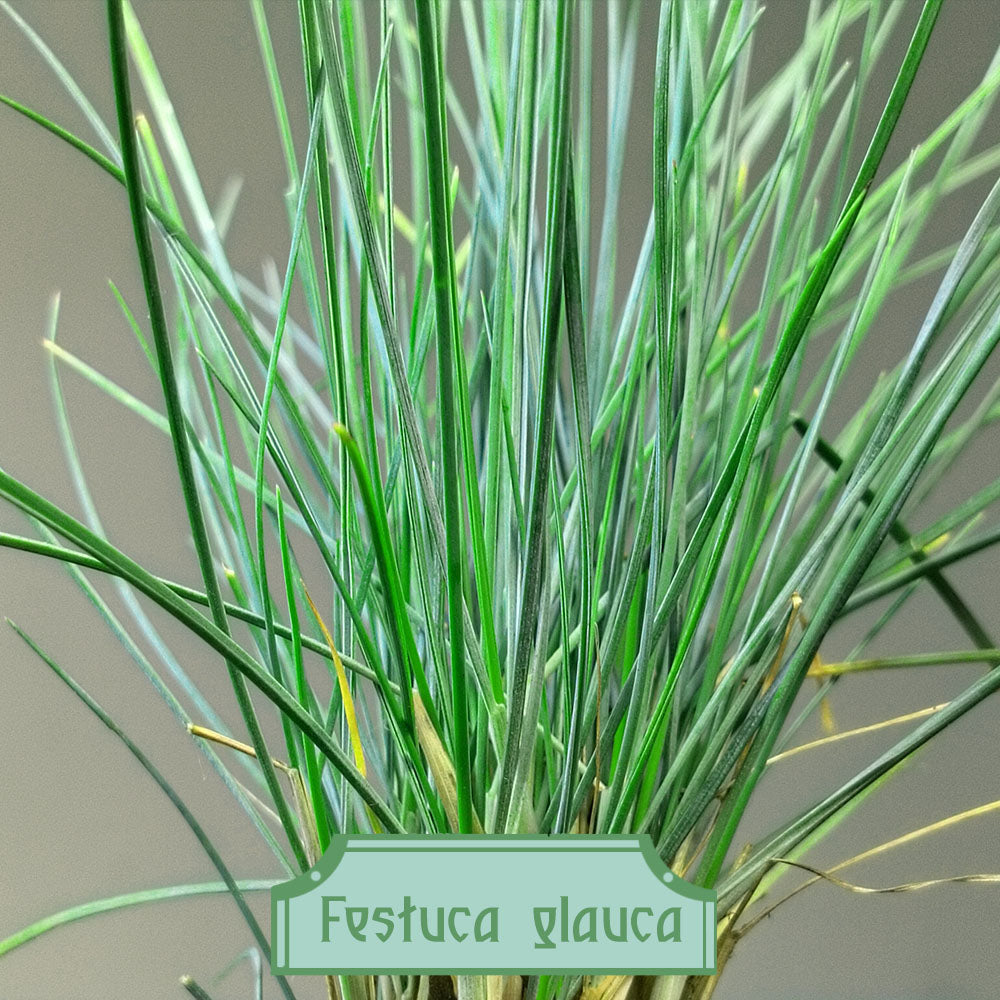 Festuca glauca 