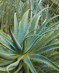 Aloe arborescens