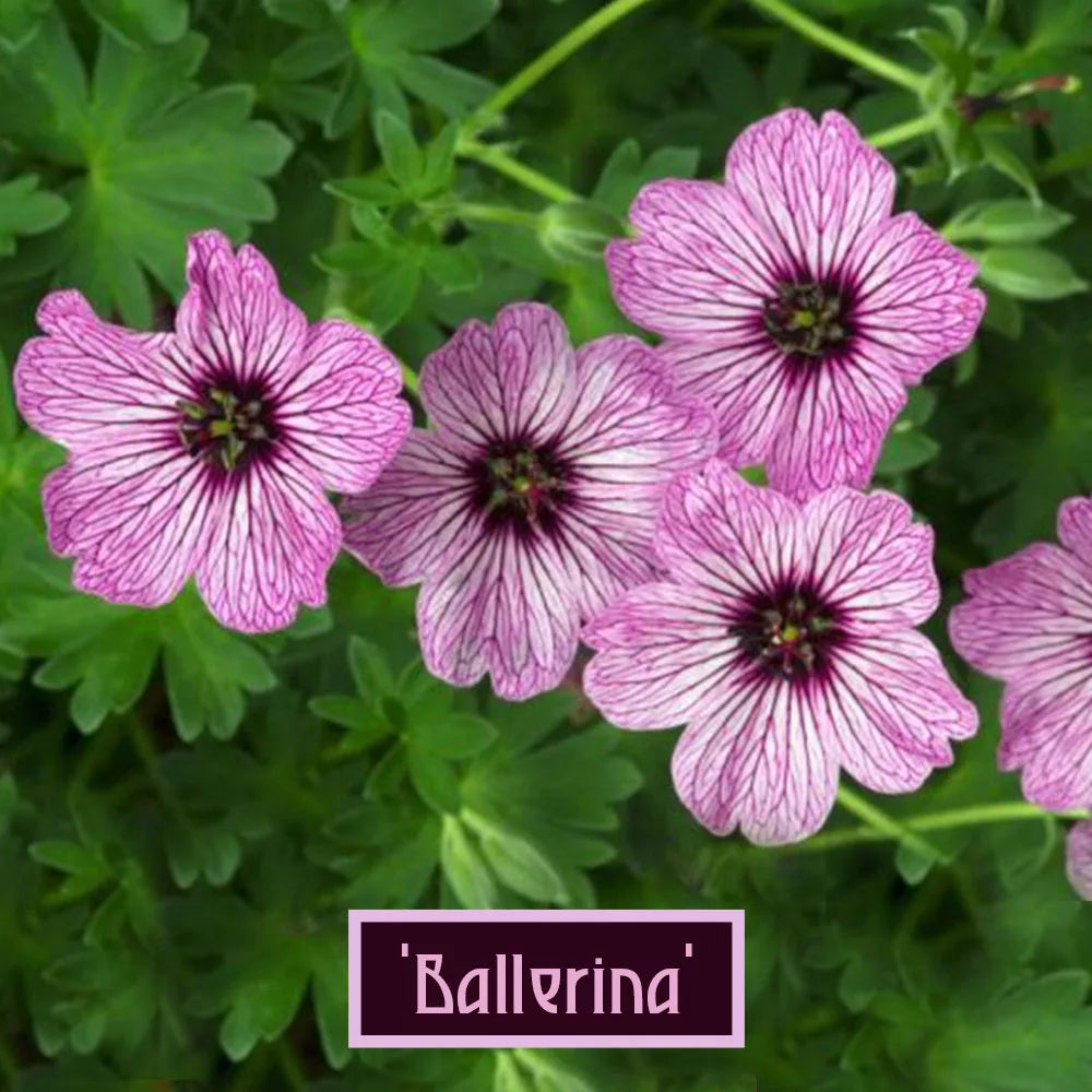 Géranium cinereum 'Ballerina' 