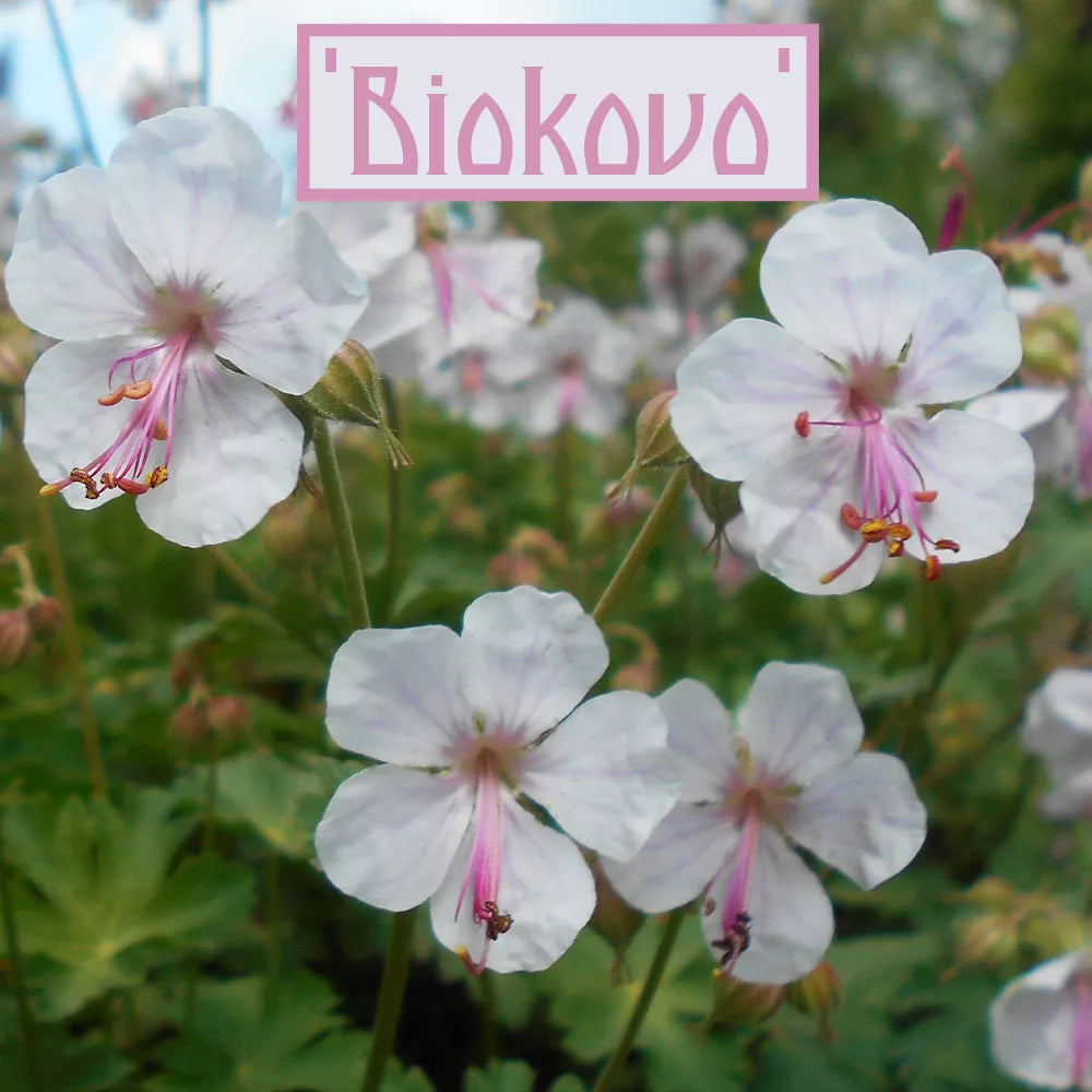 Géranium x cantabrigense 'Biokovo' 